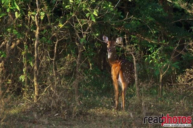 Lonely deer, Sri Lanka - Read Photos